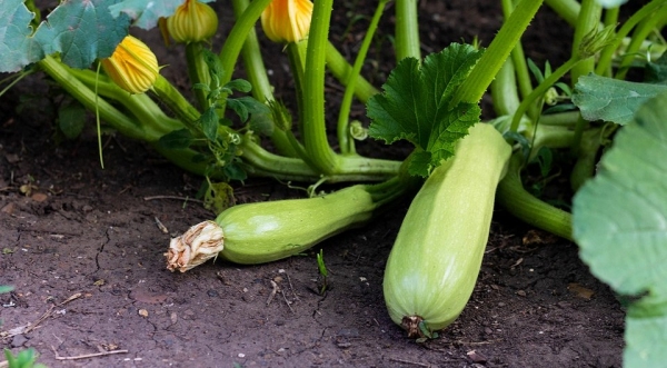 Как вырастить кабачки в открытом грунте: полезные советы огородникам